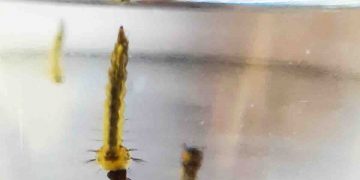 Avaliação identifica níveis de infestação de Dengue na casa dos bragantinos