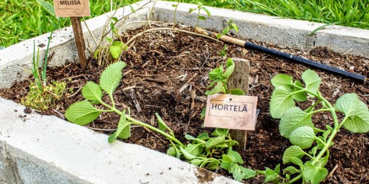 Projeto Farmácia Viva é implantado na Zona Norte
