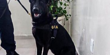 Equipe Bravo e Canil prendem traficante com 269 pedras de crack