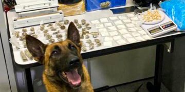 Operação Bairro Seguro: ROM, Canil, Cavalaria e DISE prendem traficante e tiram 1,5kg de drogas das ruas