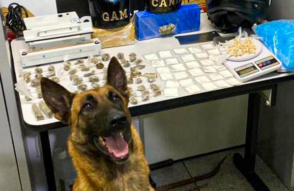 Operação Bairro Seguro: ROM, Canil, Cavalaria e DISE prendem traficante e tiram 1,5kg de drogas das ruas