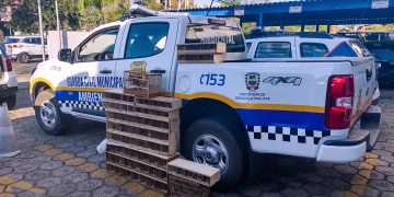 Crime ambiental : Três homens foram presos com 65 aves silvestres   