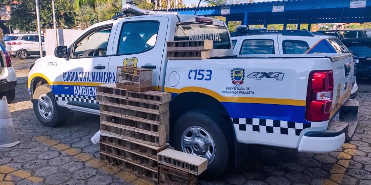 Crime ambiental : Três homens foram presos com 65 aves silvestres   