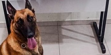 “Operação Saturação” do GGI termina com traficante preso e na apreensão de drogas