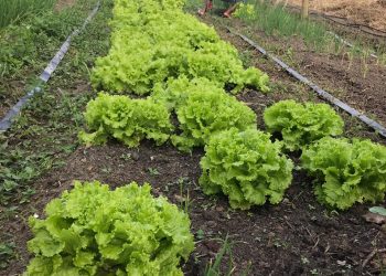 Dia de Campo oferece capacitação para produtores rurais