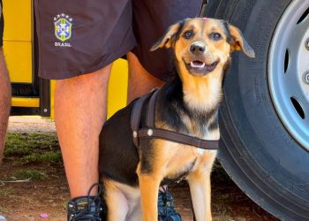 Prefeitura abre agendamento para vacinação de rotina antirrábica