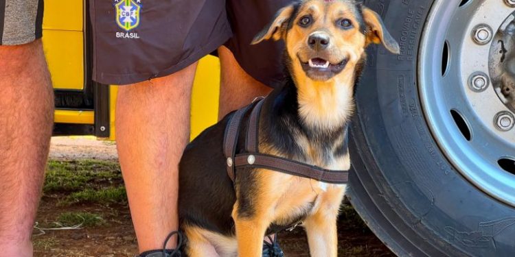 Prefeitura abre agendamento para vacinação de rotina antirrábica