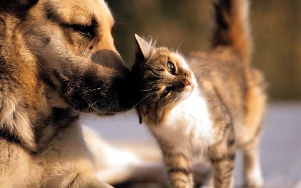 Instituído Programa de Lar Temporário para animais