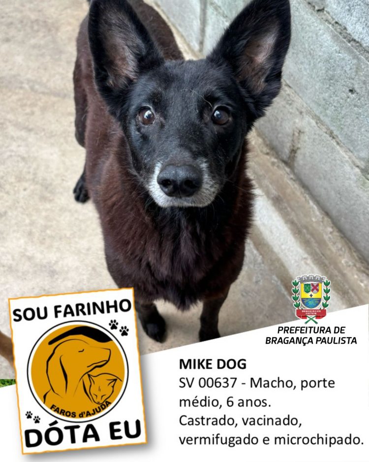 Prefeitura e ONG incentivam adoção responsável de animais de estimação