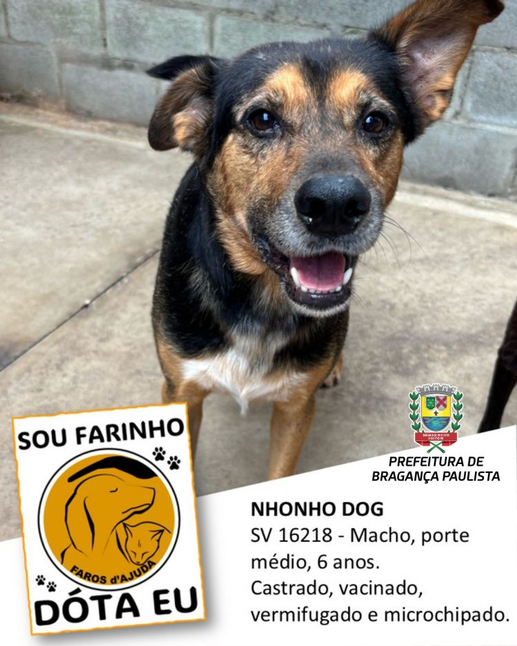 Prefeitura e ONG incentivam adoção responsável de animais de estimação