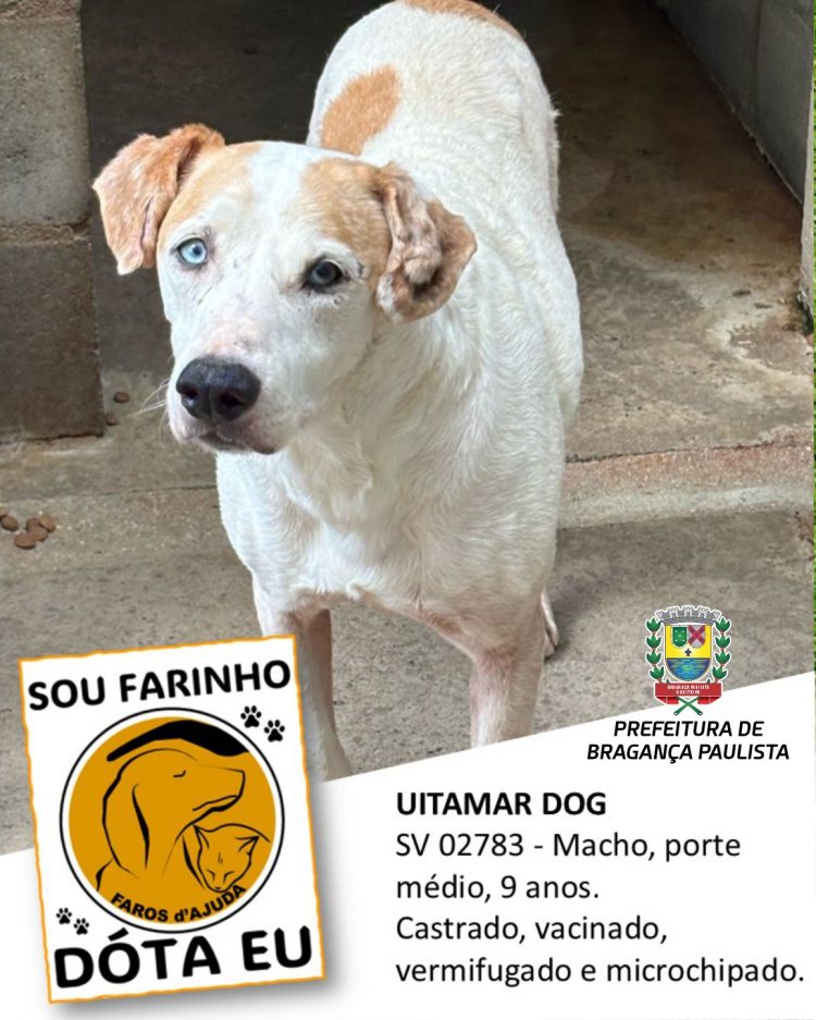 Prefeitura e ONG incentivam adoção responsável de animais de estimação