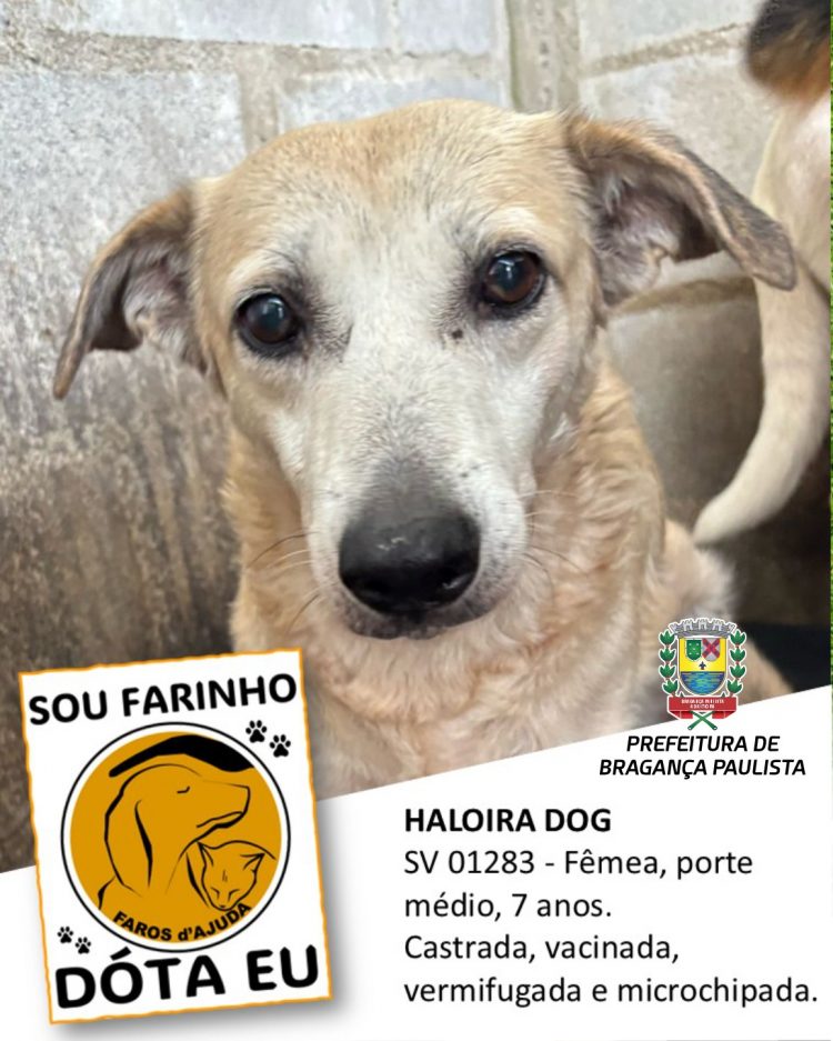 Prefeitura e ONG incentivam adoção responsável de animais de estimação