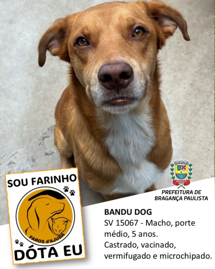 Prefeitura e ONG incentivam adoção responsável de animais de estimação