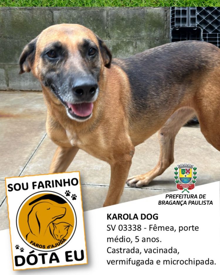 Prefeitura e ONG incentivam adoção responsável de animais de estimação