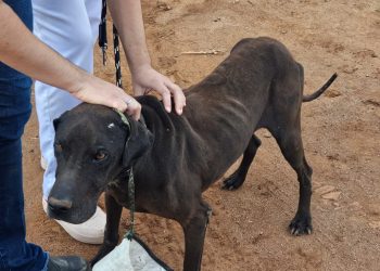 CPJ e DIBEM resgatam animais em situação de maus tratos em bairros rurais