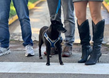 Inscrições abertas para Programa de Lar Temporário para cães e gatos resgatados