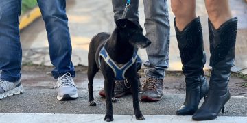 Inscrições abertas para Programa de Lar Temporário para cães e gatos resgatados