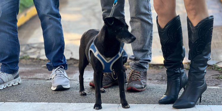 Inscrições abertas para Programa de Lar Temporário para cães e gatos resgatados