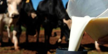 AGROINDÚSTRIA: Inscrições abertas para curso de processamento de leite