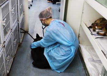 Castramóvel chega ao Planejada II na próxima semana