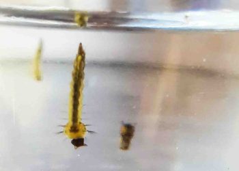 Avaliação identifica níveis de infestação de Dengue na casa dos bragantinos