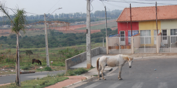 Animais em avenida colocam em risco motoristas na Planejada II
