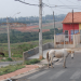 Animais em avenida colocam em risco motoristas na Planejada II