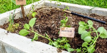 Projeto Farmácia Viva é implantado na Zona Norte