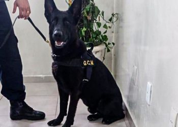 Equipe Bravo e Canil prendem traficante com 269 pedras de crack