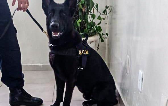 Equipe Bravo e Canil prendem traficante com 269 pedras de crack