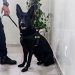 Equipe Bravo e Canil prendem traficante com 269 pedras de crack