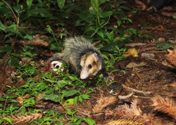 Meio Ambiente solta animais silvestres em Parque Natural Municipal