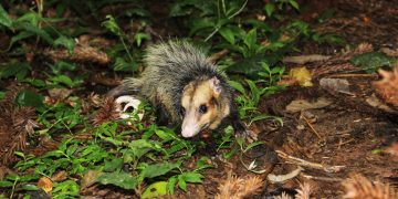 Meio Ambiente solta animais silvestres em Parque Natural Municipal