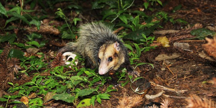 Meio Ambiente solta animais silvestres em Parque Natural Municipal