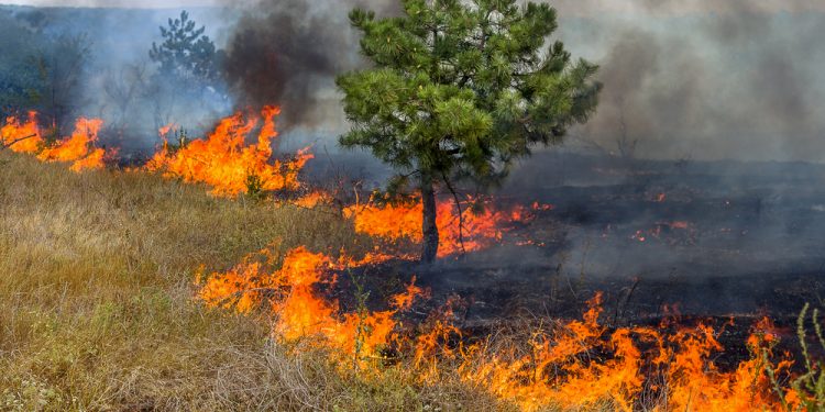 Secretaria do Meio Ambiente alerta para a prevenção de queimadas