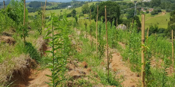 Energisa desenvolve projetos para recuperação de áreas degradadas em Bragança 
