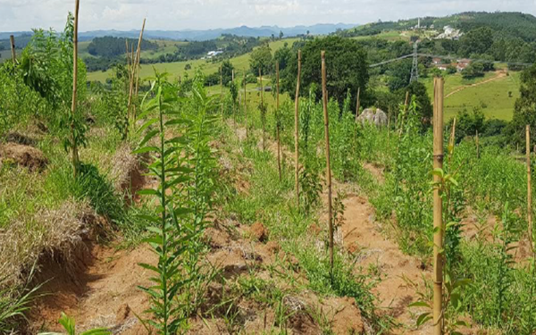 Energisa desenvolve projetos para recuperação de áreas degradadas em Bragança 