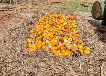 Em feiras livres:  Resíduos gerados destinados à compostagem em projeto piloto