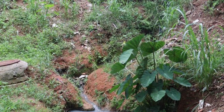 Esgoto estoura e contamina Área de Preservação Permanente na Planejada I