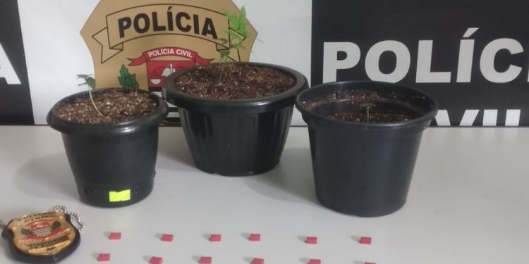 DISE detém adolescente de 15 anos com ecstasy e pés de maconha