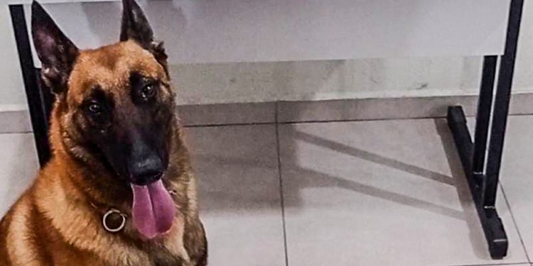 “Operação Saturação” do GGI termina com traficante preso e na apreensão de drogas