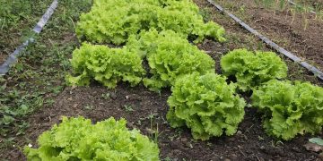 Dia de Campo oferece capacitação para produtores rurais