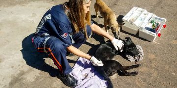 Serviços e Meio Ambiente foram as maiores demandas da Ouvidoria em 2022    