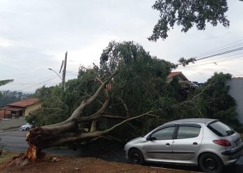 Ventos de quase 60km/h provocam queda de árvores em diversos pontos da cidade  