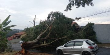 Ventos de quase 60km/h provocam queda de árvores em diversos pontos da cidade  