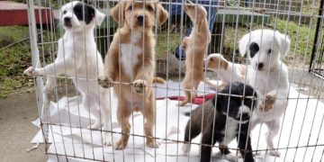 Governador de SP  veta projeto que queria proibir venda de animais em pet shops; governo envia proposta