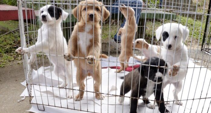 Governador de SP  veta projeto que queria proibir venda de animais em pet shops; governo envia proposta