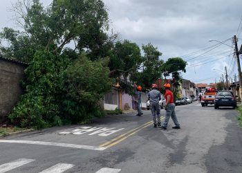 Temporal causa danos pela cidade com queda de árvores e desabamento