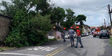 Temporal causa danos pela cidade com queda de árvores e desabamento