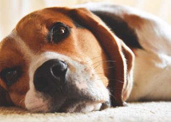 Vereadores votam projeto que proíbe coleira de choque em cães